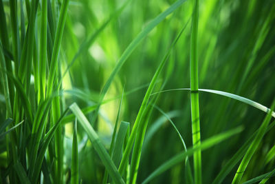 Close-up of grass growing on field