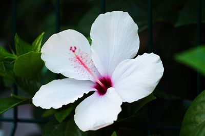 Close-up of white flowers