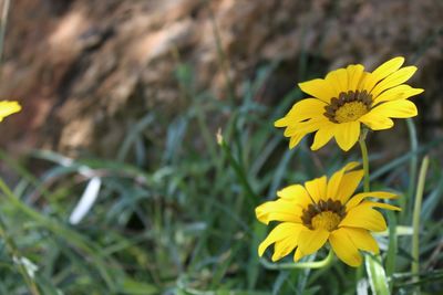 Close-up of yellow flowering plant on field