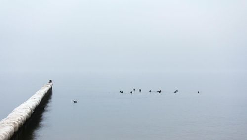 Birds flying over water against sky