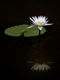 Close-up of white lotus water lily in lake