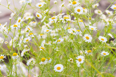 Close-up of white daisy flowers on field