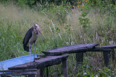 Bird perching on a field