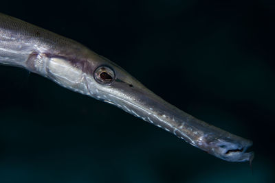 Close-up of fish swimming in sea