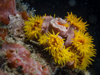 Close-up of coral in sea