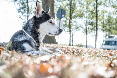 Close-up of dog on field