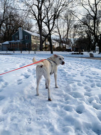 White shepard dog on a leash in a snowy suburban neighborhood 