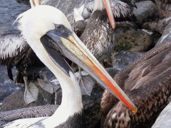 Close-up of pelican in water