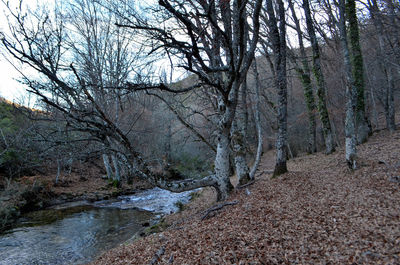 Bare trees by river stream in forest