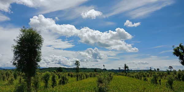 Scenic view of field against sky