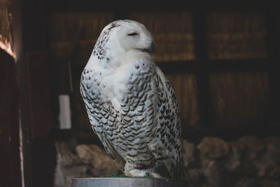 Close-up of owl perching on wood