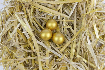 High angle view of fruits on plant