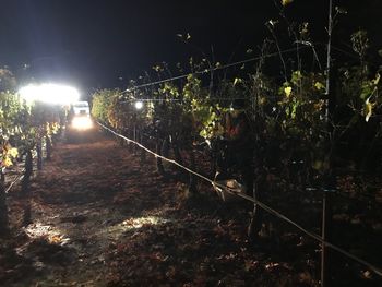 Illuminated trees against sky at night