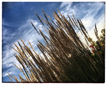 Low angle view of plants against sky