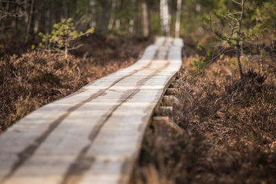 A wooden footpath in an early spring swamp