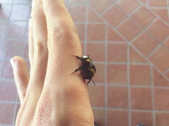 Close-up of insect on hand