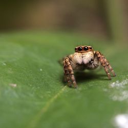 Close-up of spider on leaf