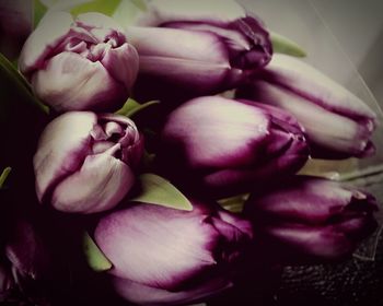 Close-up of pink flowers