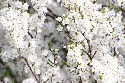 Close-up of white cherry blossoms in spring