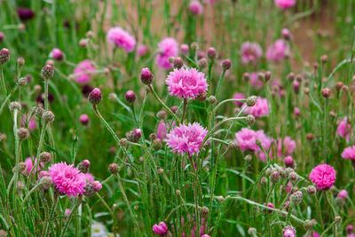 Close-up of fresh pink flowers in field