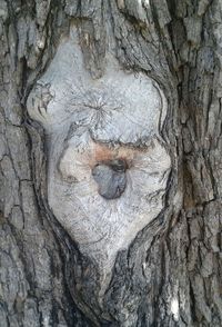 Full frame shot of tree trunk