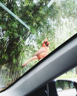 Low angle view of bird perching on a tree