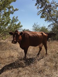 Cow standing in a field