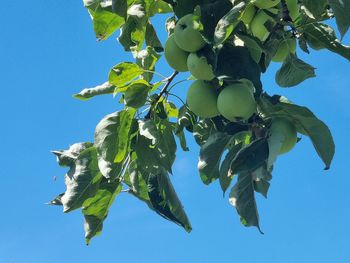 Low angle view of tree against sky