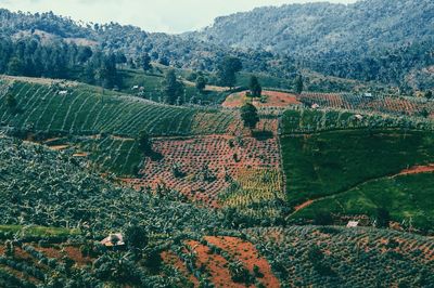 Scenic view of rural landscape