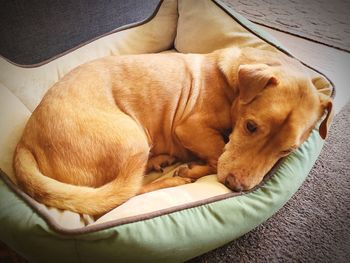 High angle view of dog sleeping