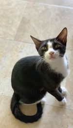 Portrait of cat sitting on floor