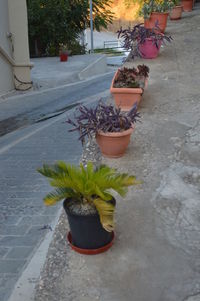 High angle view of potted plant on street