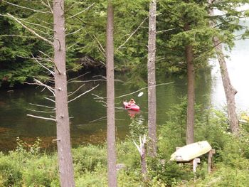 Bird on tree by water