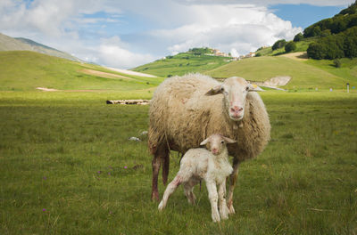 Portrait of mother sheep with her baby lamb in castelluccio di norcia during spring season