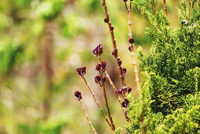 Close-up of flowering plant against blurred background