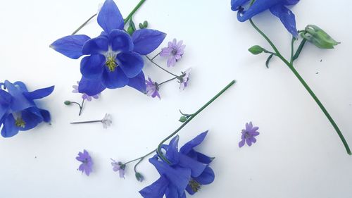 Close-up of purple flowers