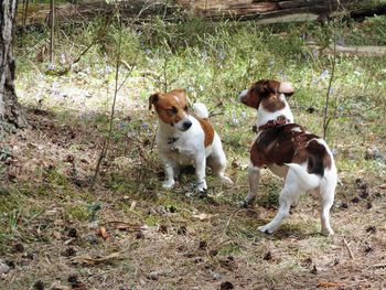 Dogs standing on field