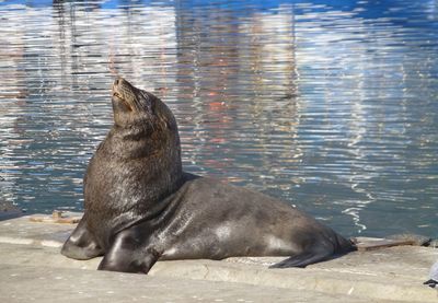 Seals on pier in sea