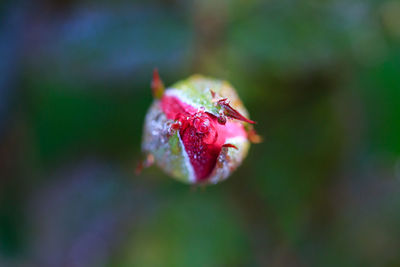 Close-up of insect on pink flower