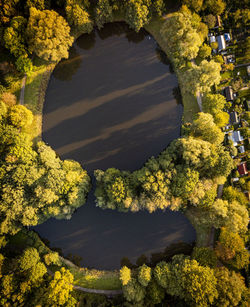 High angle view of yellow flowering plants by lake