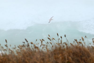 Bird flying over water against sky