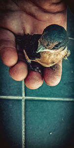 Close-up of hand holding fruit