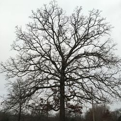 Low angle view of bare trees against sky