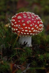 Close-up of fly agaric mushroom