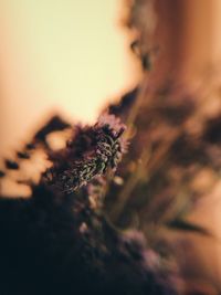 Extreme close-up of plant during sunset