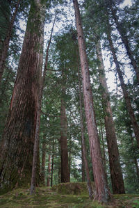 Low angle view of trees in forest