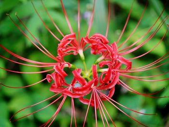 Close-up of red flower