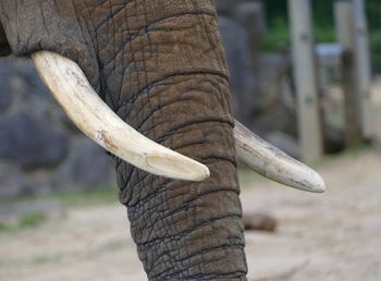 Close-up of elephant