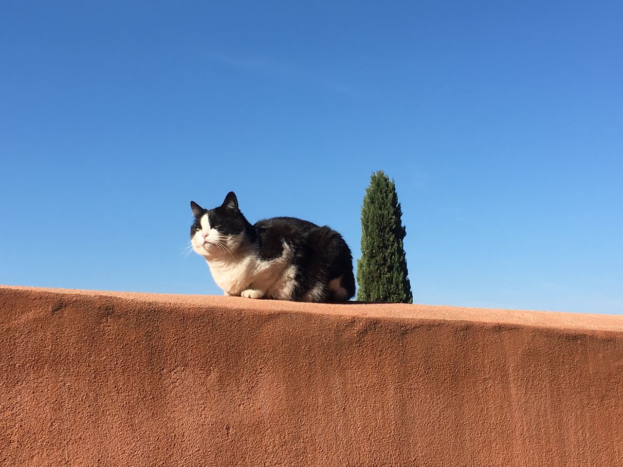 domestic, pets, mammal, domestic animals, sky, one animal, animal themes, vertebrate, cat, animal, domestic cat, feline, clear sky, blue, no people, copy space, nature, day, low angle view, sunlight, outdoors, whisker