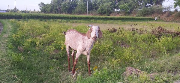 View of an animal on field